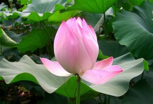 Lotus-flower_15