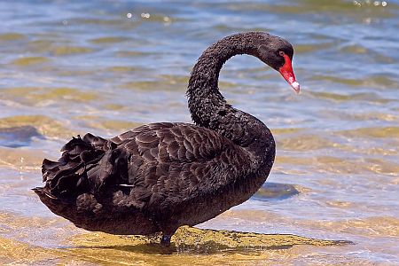 black swan