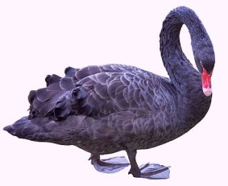 black swan2