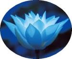blue lotus