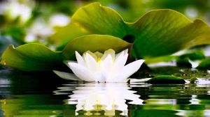 buddha-meditation-song