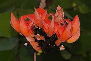 Kimshuka butea-frondosa