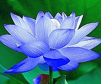 lotus blue