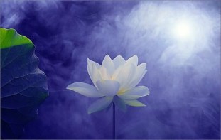 lotus-purple