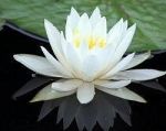 white lotus