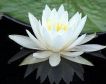 white lotus