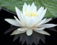 white lotus