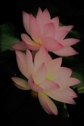 11ed8ec83880d0065952775c3ed14628