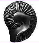 Dakshinamurti Salagrama