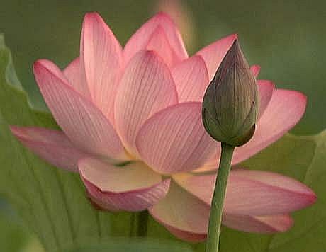 img_lotus
