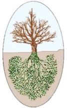 Inverted tree