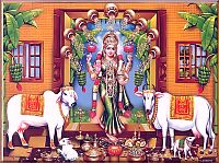 Lakshmi cows