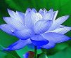 lotus blue