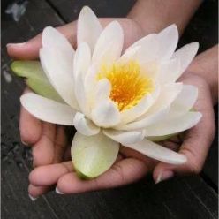 lotus white
