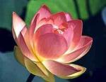 Lotus0Flower (1)