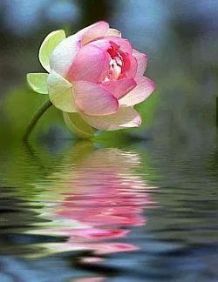 rose reflection