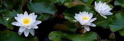 white_lotus_2