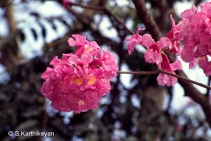 Pink Tabebuia