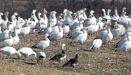 sea geese in ontario