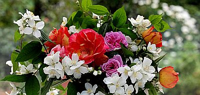 rose_jasmine_flowers