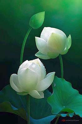 15056504_645354352310812_8567339100530740859_n