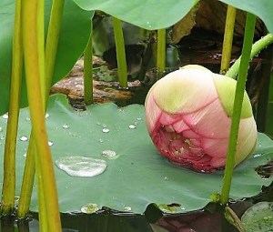 Lotus Blossom_