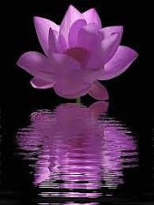 lotus reflection