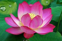 lotus