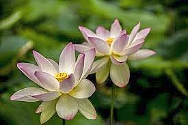 Lotus image
