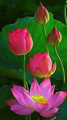 lotus-buds