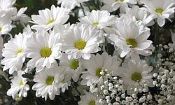 daisies_white