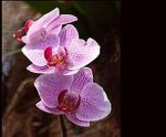 orchids