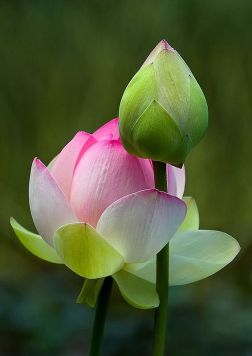 lotus-bud
