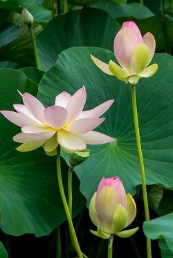 Lotus blossoms