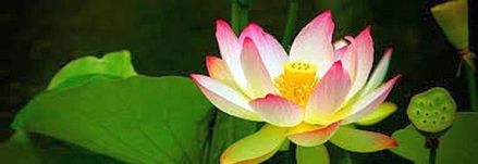 lotus