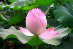 Lotus-flower_15