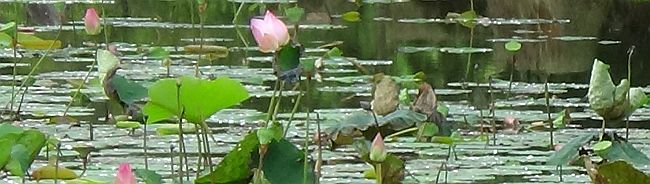 lotus pond