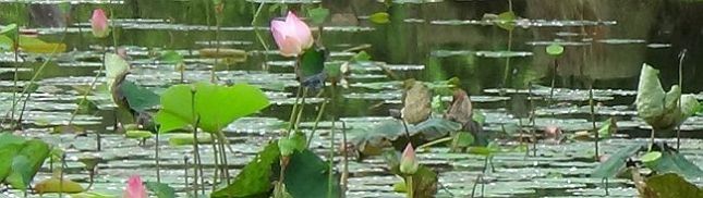 lotus pond