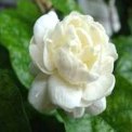 jasmine-250x250