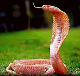 albino cobra 2