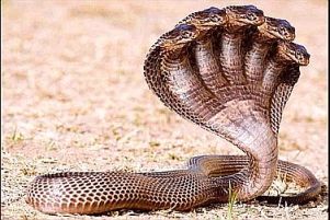five-headed-snake