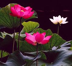 lotus with leaves